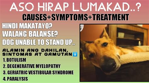 Doginfos ᐅ Alamin Ang 10 Sikat na Uri ng Aso sa .